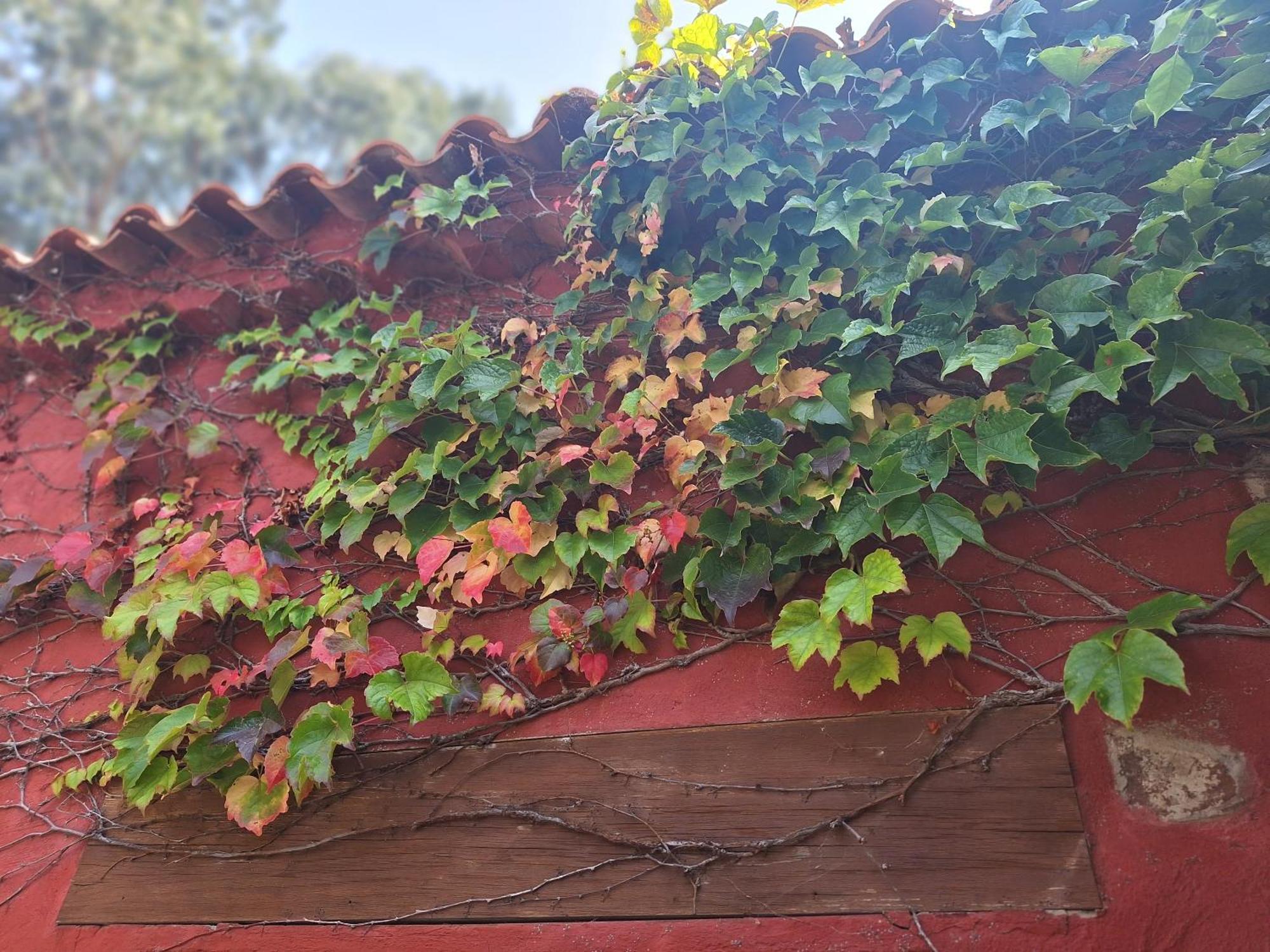 Casa Rural Con Piscina Privada El Roble Moya  Esterno foto